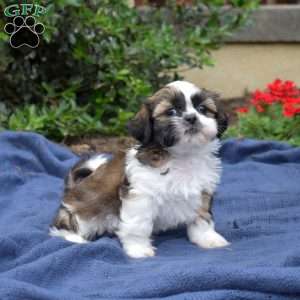Zucchini, Shih Tzu Puppy